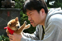 MAMESHIBA:CUBBISH PUPPY 小柴犬之千里尋親 2009 (JAPANESE MOVIE) DVD ENGLISH SUB (REGION 3)
